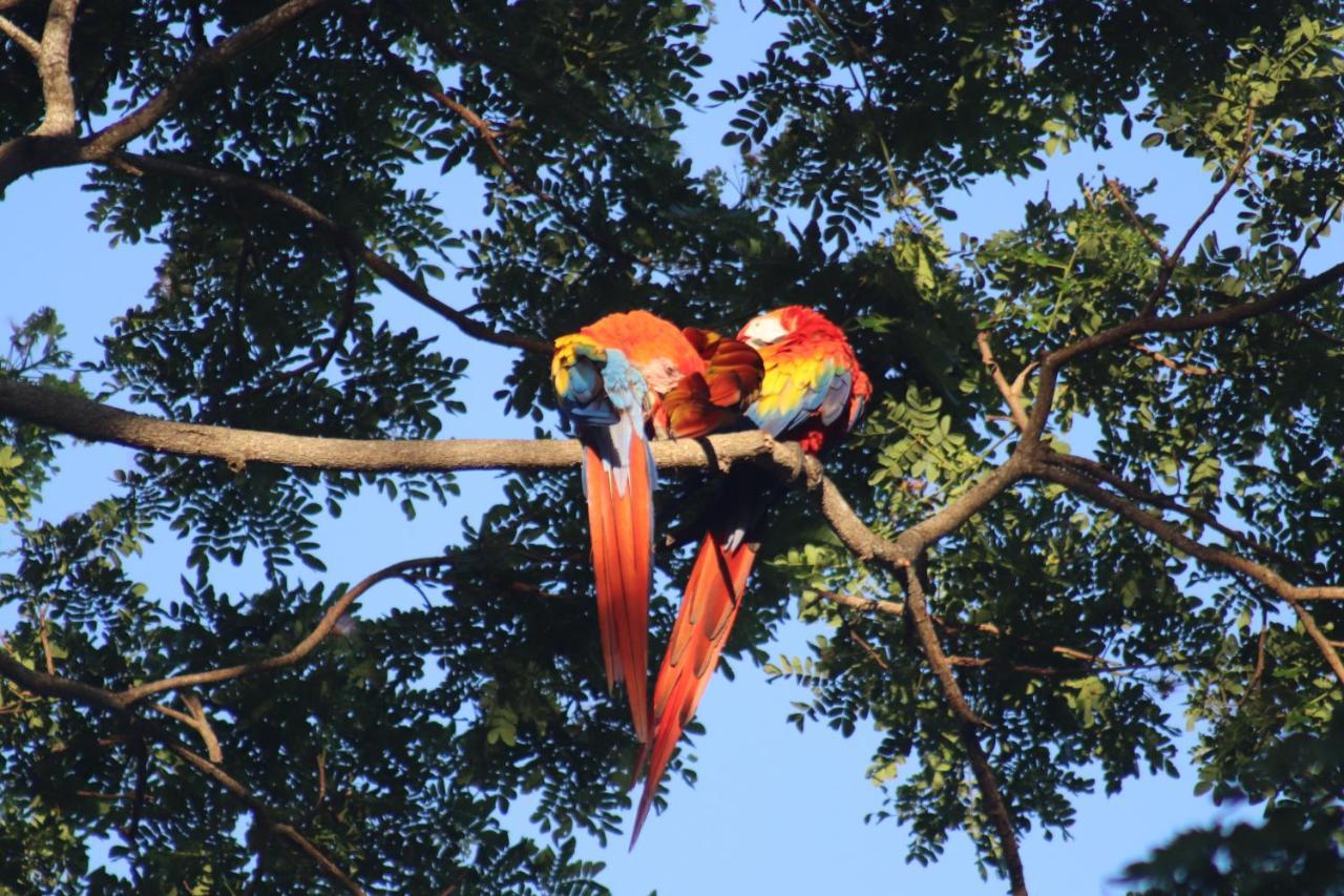 مبيت وإفطار Tárcoles House Of The Macaws المظهر الخارجي الصورة