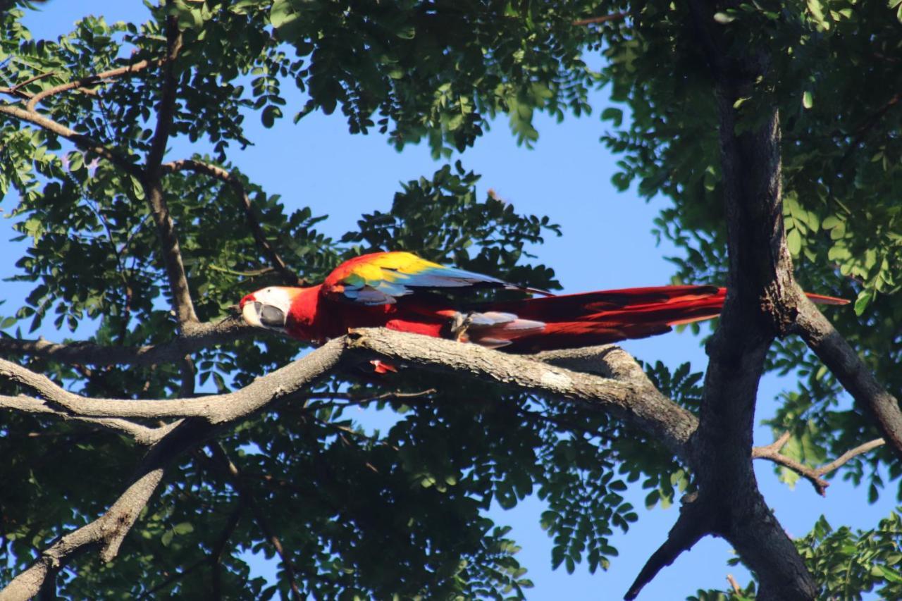 مبيت وإفطار Tárcoles House Of The Macaws المظهر الخارجي الصورة
