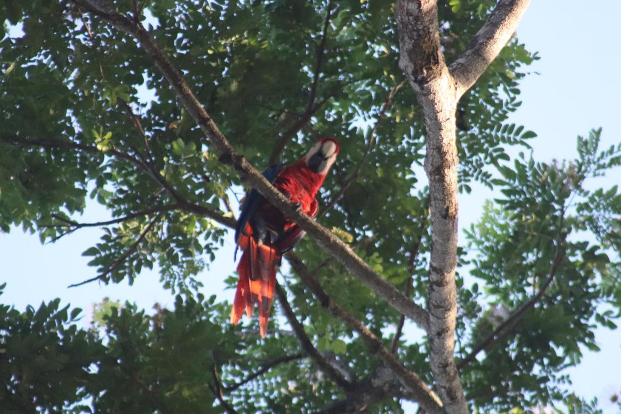 مبيت وإفطار Tárcoles House Of The Macaws المظهر الخارجي الصورة
