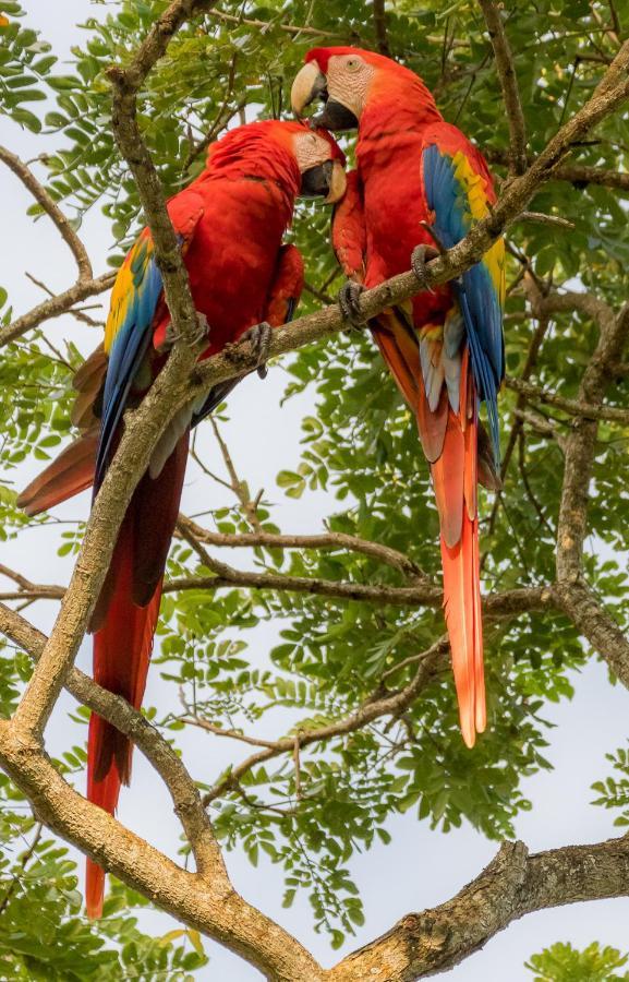 مبيت وإفطار Tárcoles House Of The Macaws المظهر الخارجي الصورة