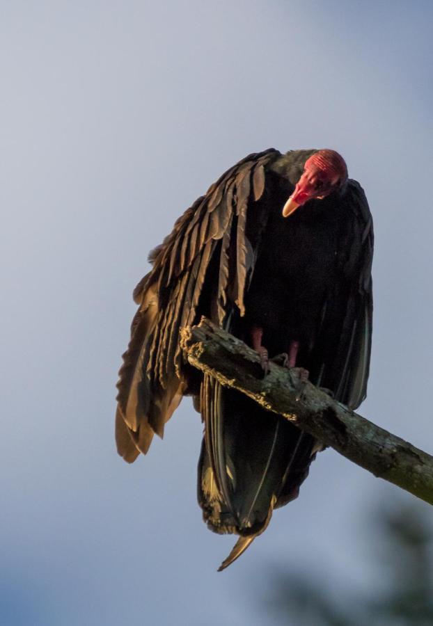 مبيت وإفطار Tárcoles House Of The Macaws المظهر الخارجي الصورة