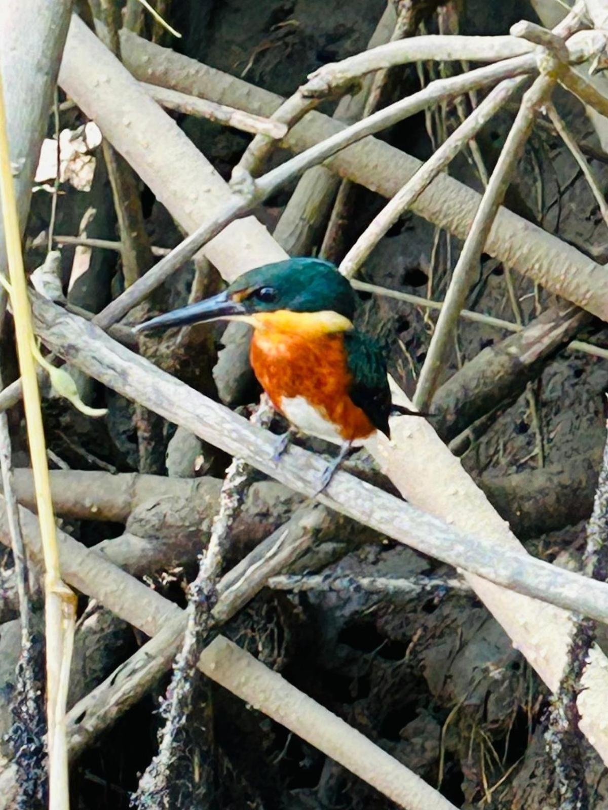 مبيت وإفطار Tárcoles House Of The Macaws المظهر الخارجي الصورة